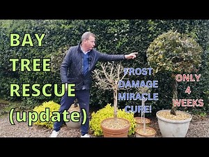 Bay Tree Rescue update. FROST DAMAGE MIRACLE CURE