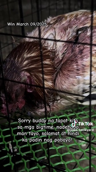 Gamefowl Breeding Tips for Backyard Enthusiasts