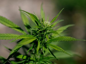 Here's what can happen if you drive under the influence of pot