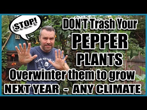 Overwintering Peppers - Grow This Year's Peppers again NEXT YEAR!
