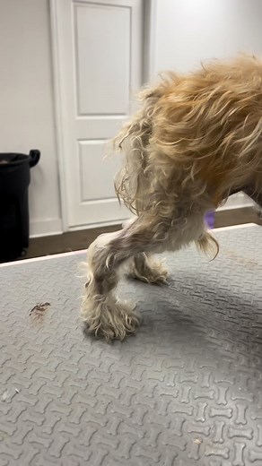 4.5K views · 15 comments | Before you say PetSmart, count your days ...