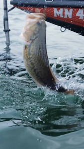 Drop fast, stay in the zone, and light up sonars—Graph ShadZ gets bites! #graphshadz #elaztech #forwardfacinglure #zmanfishing #forwardfacingsonar @sethfeiderfishing | Z-Man Fishing Products