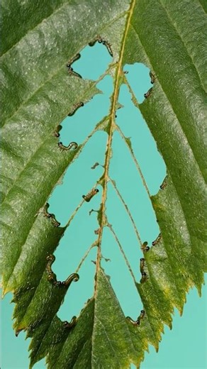 These are not caterpillars! #insects #entomology