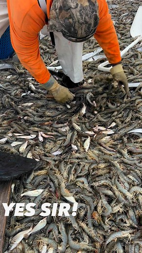 33M views · 151K reactions | Captain Skip cannot wait to get these on your plate! Thank you to the Coastal Restaurants And Bars group for your commitment to quality! Benny's Coastal Kitchen , Fishcamp on Broad Creek , The Crazy Crab Hilton Head , to name a few | Coastline Shrimp | Facebook