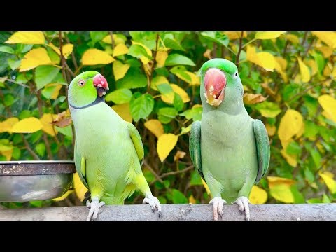 Parrots Kissing & Feeding Each Other 🦜❤️ Adorable Parrot Love Moment