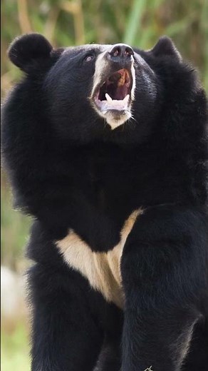 Himalayan Animals | Asiatic Black Bears | Wildlife Wonders