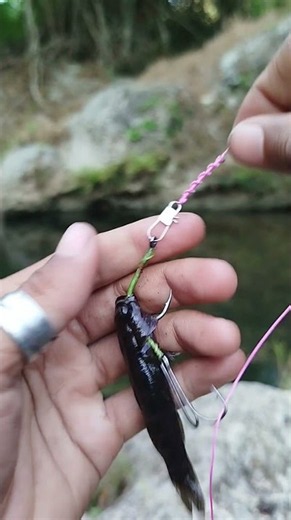 The Ultimate Live Bait Rig for Big Predator Fish #fishing #fishingbait #livebait