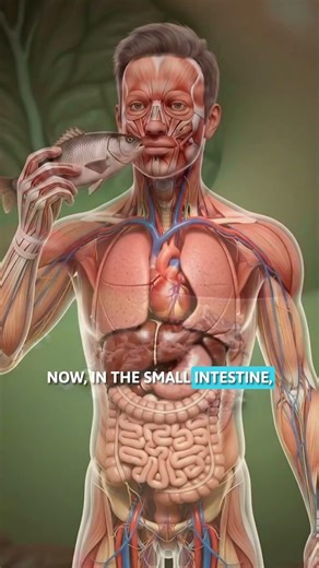 What One Fish Does Inside Your Body #wellness #health #innerrealms #insidebody