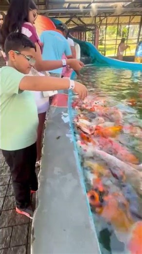 🐟🎥 A Mesmerizing World of Fish in Motion 🎥🐟