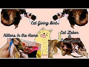 Cat Giving Birth to Kittens || Cat Labor & Care Guide #viralvlog #Trendingpets