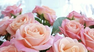 Pink Roses Flower Shop Close-up Stock Footage Video (100% Royalty-free) 1094849719 | Shutterstock