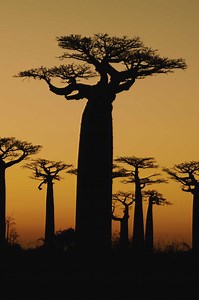A Description of the Flowers of the Baobab Tree and How They Are Pollinated