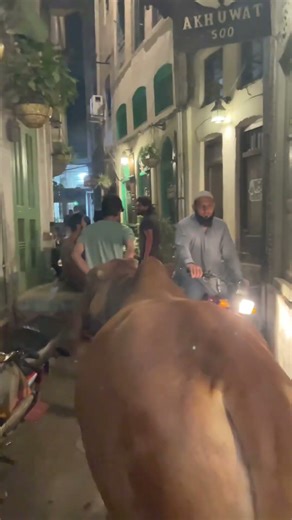 VEERU INSHALLAH FAKHRAY ANDROON #cow #animals