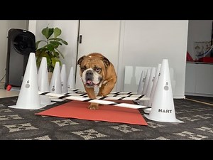 How to use cavalettis in dog rehabilitation