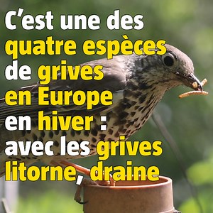 #CeciNestPas une grive litorne ! En hiver, quatre espèces de grives vivent en France et en Suisse, découvrez comment distinguer la grive litorne de la grive mauvis. #salamandre #lasalamandre #nature #animal #animaux #aimerlanature #julienperrot #protectiondelanature #protectiondesanimaux #35ans #magazine #magazinenature #revuesalamandre #naturematters #cecinestpas #oiseaux #ornithologie #grive #grivemauvis #grivelitorne #birdwatching | La Salamandre