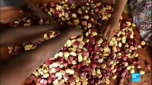 549K views · 5.1K reactions |  #COTEDIVOIRE  sur les traces de la noix de #kola, trésor national | FRANCE 24 | Facebook