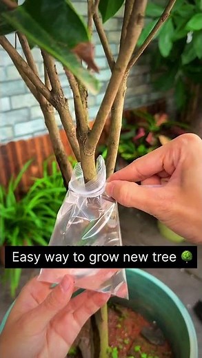 Easy way to grow a new tree from old tree / growing tree ideas / make your own tree for free