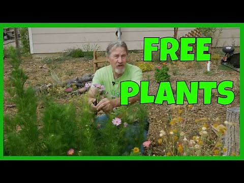 How to Collect & Save Flower Seeds