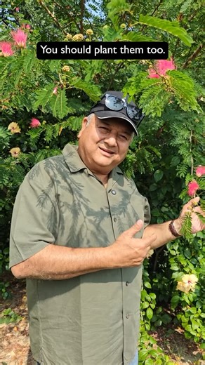 Peepal Baba on Instagram: "Every tree has its own way of adapting to the world around it. Some, like Calendra and Tecoma, quietly grow through the challenges, adding colour and shade where nothing else lasts. They grow steadily, enhancing the environment around them. 🌱 [Peepal Baba, Peepal Baba Says, calendra, fences, environment, green spaces, plant a tree, parks, plumeria, cattle, harsingar, flowering plants, ornamental trees, urban forestry, afforestation, Peepal Baba Foundation]"