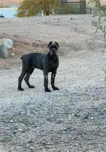 When you try to break into a house guarded by Cane Corsos😤🦍 #canecorso #guarddog #protection #dogsoftiktok #dogs