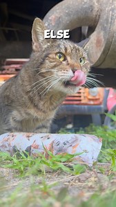 cat lore (might make it a series?) #cat #catlife #catlovers | Apoinsettia