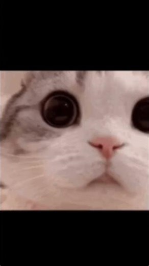 Somebody's Watching Me… And My Cat Knows It 👀 Gone Wrong