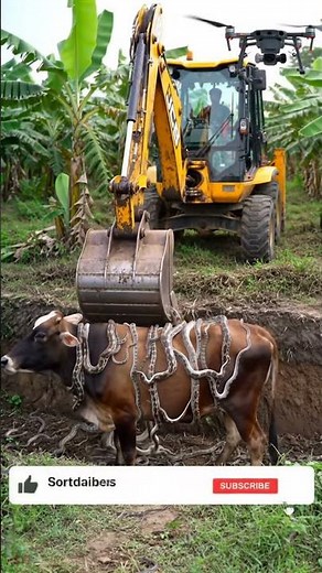 Rescue Mission: Cow Attacked by Pythons in Banana Field Pit