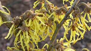 Why witchhazel is the fragrant winter plant you need to know