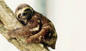 ADORABLE sloth bear cub turn one at rescue care facility