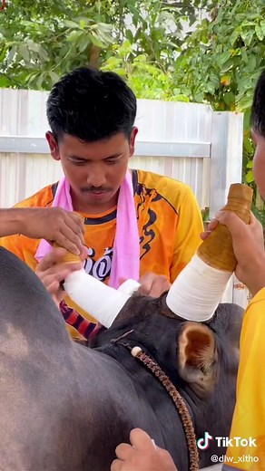 ไข่จ้องจัดให้ #โหนดงามพยัคฆ์ไข่จ้อง