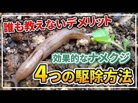 [Get rid of slugs] 4 ways you can do it / explanation of the disadvantages