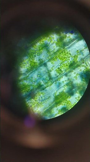 leaf structure under the microscope
