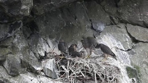Peregrine falcon chicks make history in Northern Ireland
