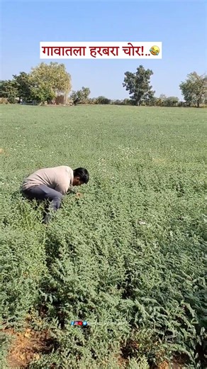 हरबरा चोर 🤣 #marathi #comedy #funny #viral #shortsvideo #amravati #maharashtra #explore #trending