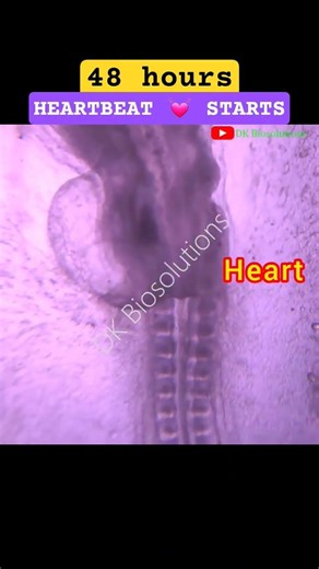 Heat Beats Under Microscope 🔬 l #ChickEmbryo #MicroscopeView #Embryology #Biology #LifeInsideEgg