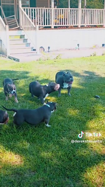 Adorable American Pocket Bullies Ready for Adoption