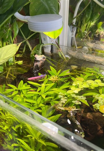 Feeding My Betta Fish Brine Shrimp: A Delightful Treat