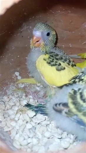 Budgies Babies Colors Reveal 🫠 #budgiebabies #budgielove #budgie #birdbreeding #budgiebreeding #pets