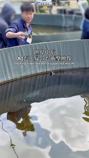 7月末まで毎週日曜日に本当に見られます。 標津サーモン科学館の2mの巨大チョウザメの腕ガブ。 世界中でめちゃくちゃバズってAIだと騒がれていたので、美幌峠まで行ったついでに本当かどうか確かめに行ってきましたよ。 マジで腕バクされて凄い迫力でした。 実は数年前にも標津サーモン科学館さんにはお邪魔した事があったのですが、こんなショーがあるのは知らなかった。その時に教えて欲しかったくらいの衝撃。 ちなみに7月末までは毎週日曜日の11:30からやっているので気になった方は道東は遠いけど見に行ってみてください。5分前に館内放送がかかり先着50名が参加できる形でした。あと館内ではここまで大きなチョウザメではないけどエサやりと指ガブは誰でもやらせて貰えます。野付半島が近いのでセットで行くのがおすすめ。 You can really see it every Sunday until the end of July. The 2-meter giant sturgeon “arm chomp” at the Shibetsu Salmon Science Museum. It was going in