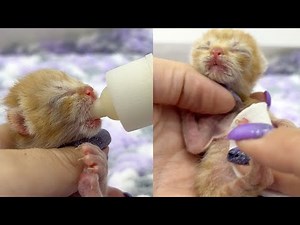 Feeding a newborn kitten from a bottle and massaging her tummy