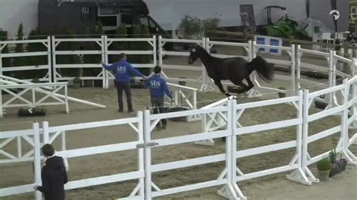 Stallions in the spotlight at SBS 🔦 Wat een tophengsten tijdens de SBS International Selection Show. Éen van de deelnemende hengsten vandaag was de 3-jarige A Ladykiller VDM (v. Chacco-Blue) En mis morgenavond niet één van de absolute hoogtepunten: 🌟 The Stallion Show, met als spectaculaire afsluiting de proclamatie van de nieuwe goedgekeurde hengsten bij het SBS Studbook. Spanning, kwaliteit en toekomstvisie… dit wil je niet missen! Kun je er niet live bij zijn? ▶️ Kijk mee via ClipMyHorse.TV