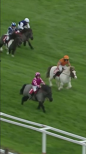 Shetland pony races NEVER disappoint 🤣 #horseracing #horses