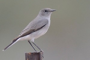 Karoo chat - Alchetron, The Free Social Encyclopedia