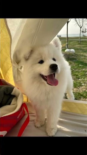 Samoyeds: The World's Beloved White Guardians SamoyedSamoyed Great WhiteSamoye BubaoCute P