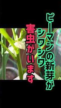 [Shriveled bell pepper leaves are caused by pests]