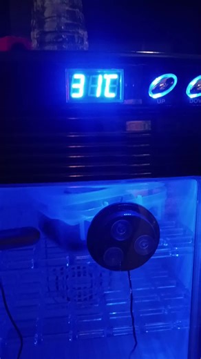 Tips anyone?? Our first leopard gecko babies. Let's help these eggs hatch!#petstore #theglassgecko #leapardgecko #eggs #reptile