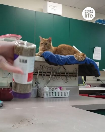 Cat dives into cat nip | Lessons Learned In Life