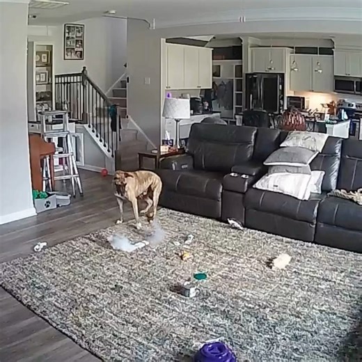 DOG ACCIDENTALLY STARTS HOUSE FIRE BY CHEWING ON BATTERY A firefighter’s dog named Colton accidentally set a house on fire in North Carolina after chewing on a rechargeable lithium-ion battery he mistook for a toy. CCTV footage showed Colton running away as the device began to smoke. Moments later, flames erupted on the rug. Thankfully, no one was hurt, and the house only suffered minor smoke damage. The Chapel Hill Fire Department reminded everyone to safely charge and store lithium-ion batteri