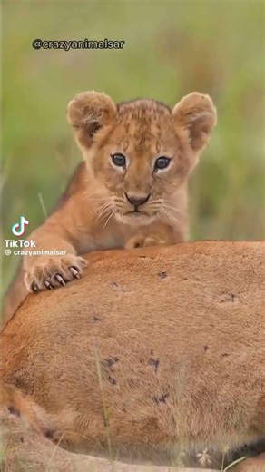 Amazing Animal transformation #beautifulnature #amazingspiders #wildlife #animalevolution