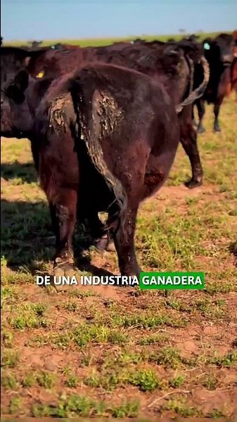 The BLACK Gold of the PAMPA ♠️🐂🥩